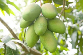 Công dụng tuyệt vời của xoài xanh ít người biết