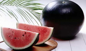 Phát sốt hạt giống dưa hấu đen giá nghìn USD