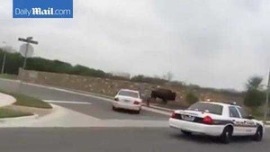 Xe cảnh sát đuổi trâu chạy tán loạn trên phố