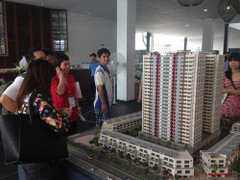 Cò đất náo loạn Hà Nội