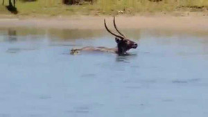 Cảm động cảnh hà mã ra sức cứu linh dương thoát hàm cá sấu