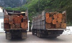 Đoàn xe chở gỗ khủng 'đại náo' trên quốc lộ 7