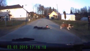 Phì cười clip chó dắt người qua đường