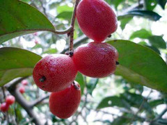 Những bài thuốc dân gian trị bệnh hiệu quả từ nhót