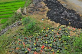 Tài xế vạ vật, tiểu thương khóc dở mếu dở vì dưa thối rữa ở cửa khẩu