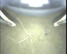 Kỳ thú đáy đại dương dưới thềm băng dày ở Nam Cực