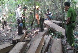 Khởi tố, bắt tạm giam 3 người trong vụ phá rừng Bà Nà-Núi Chúa