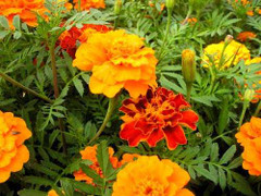 Loại cây trồng giúp sạch muỗi trong nhà