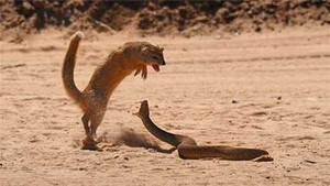 Hổ mang chúa đánh bại liên tiếp 2 cầy măng-gút ngoạn mục