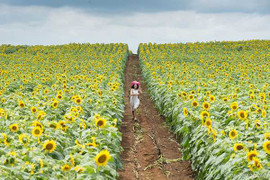 Chiêm ngưỡng cánh đồng hoa hướng dương đẹp mê hồn ở Nghệ An từ flycam