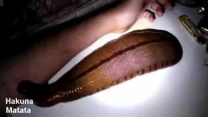 Kinh dị chàng trai dùng máu của mình nuôi đỉa khổng lồ như thú cưng