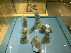 Khám phá bảo tàng có sừng tê giác, ma túy, thuốc kích dục tại Hà Nội