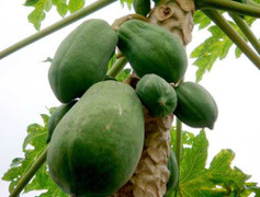 Cải thiện kích thước vòng 1 đơn giản bằng đu đủ