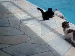 Phì cười mèo nổi điên 'tung chưởng' đánh chó ngã xuống nước