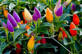 Những loại hạt giống lạ 'làm mưa làm gió' trên thị trường