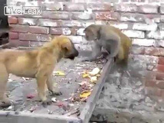 Cười lăn lóc xem khỉ trêu chó đến tức điên