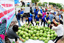 Hành trình cộng đồng mạng cứu dưa hấu Quảng Ngãi