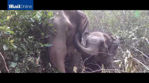 Cảm động cảnh mẹ con nhà voi vui mừng gặp lại sau 3 năm