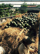 Quảng Nam, Quảng Ngãi 'làm ngơ' trước khó khăn của nông dân: Lãnh đạo tỉnh phản pháo