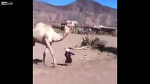 Đứng tim em bé bị lạc đà đá bay