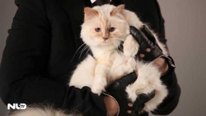 Cận cảnh con mèo kiếm hơn 63 tỷ đồng/năm