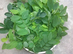 Công dụng chữa bệnh tuyệt vời của rau ngót