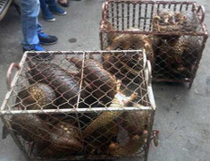 Khởi tố, tạm giữ hai đối tượng vận chuyển 52 con Tê Tê trái phép