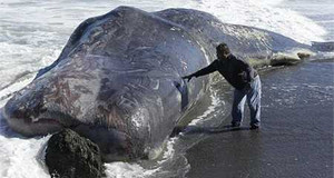 Clip: Cá nhà táng 'khủng' trôi dạt vào bờ biển