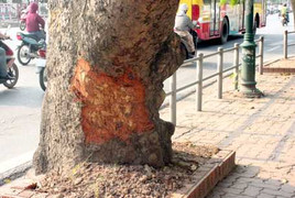 Vết chém lạ trên cây xà cừ: Đề nghị công an Hà Nội vào cuộc điều tra