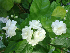 Bất ngờ với lợi ích thần kỳ từ hoa nhài đối với 'chuyện ấy'