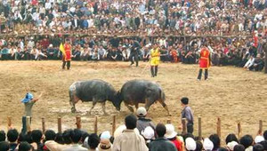 Huyện đề nghị trường đổi lịch học để tổ chức... chọi trâu