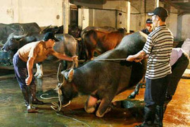 Đại gia đình bỏ nghề giết mổ vì sợ loài trâu 'báo oán'