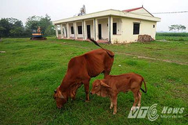 Trường tiền tỷ để trâu bò phóng uế, trẻ mầm non học trong nhà kho xập xệ