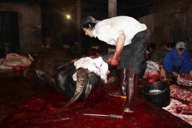 Kinh hãi chuyện trâu liên tiếp nổi điên húc người ở làng giết mổ