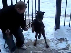 Xem chó lên cầu thang bằng hai chân như người