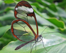 Ngắm những sinh vật trong suốt như pha lê