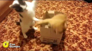 Hài hước hai con mèo tung chưởng 'choảng' nhau