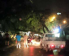 Xà cừ bật gốc trong cơn giông, một nữ sinh gặp nạn