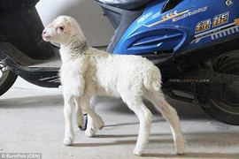 Kỳ dị dê 6 chân