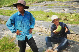 Theo chân 'hiệp sĩ' cứu dưa hấu trên cánh đồng Quảng Ngãi