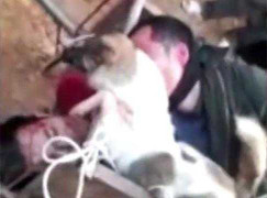 Xôn xao clip trộm chó bị bắt, đánh bất tỉnh, xích cùng chó