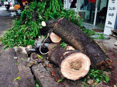 Mưa nhỏ, cây xanh Hà Nội cũng bật gốc đổ rạp trên phố