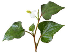 Bài thuốc dân gian trị bệnh trĩ siêu đơn giản bằng rau diếp cá