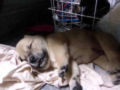 Clip: Chú chó bị cẩu tặc quay lại trả thù giết chết sau vài ngày trốn thoát về nhà