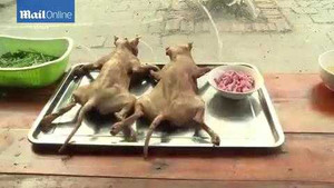 Chuyện người Việt ăn thịt mèo lên báo quốc tế