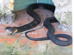 Đùa nghịch với rắn hổ mang 'khủng', nam thanh niên mất mạng