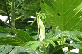 Bài thuốc dân gian trị bệnh tiểu đường hiệu quả từ lá cây