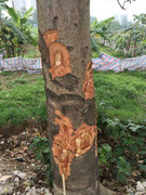 Hàng loạt xà cừ ở Hà Nội lại xuất hiện vết chém lạ