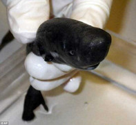 Loài cá mập bí ẩn khiến các nhà khoa học đau đầu