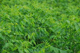 Tuyệt chiêu đánh bay nám siêu hiệu quả bằng rau ngót